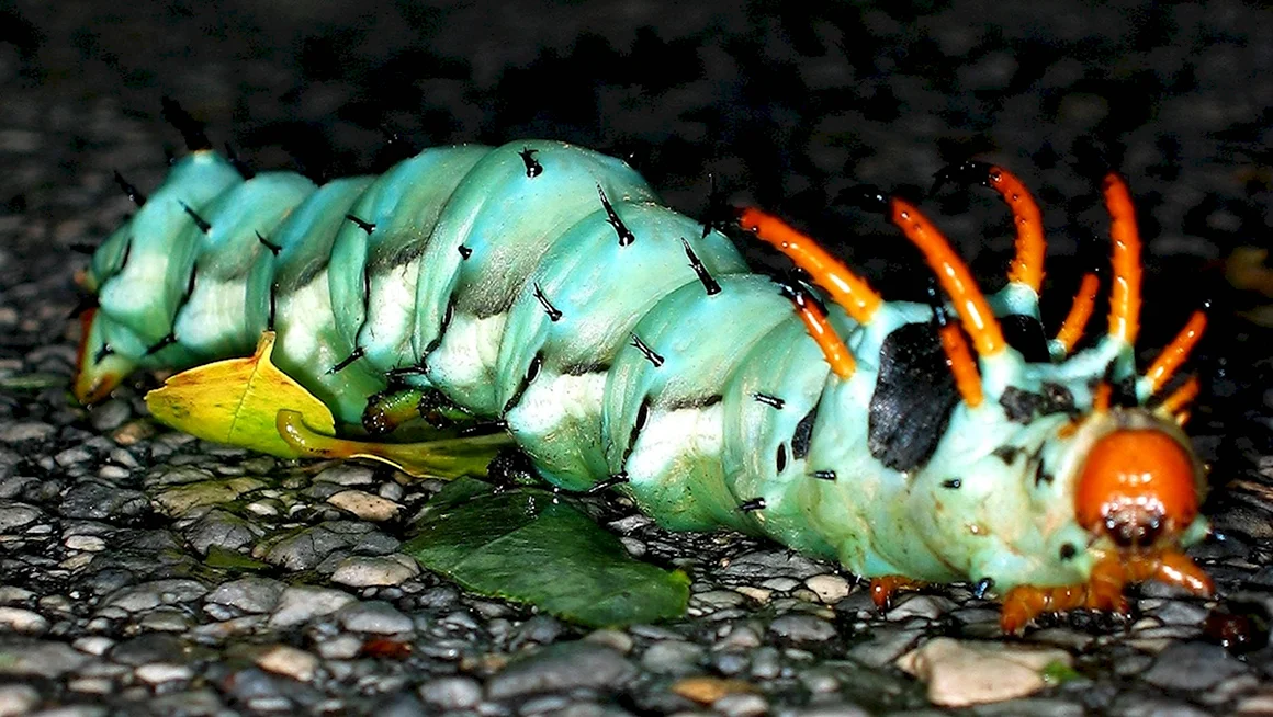 Гусеница Citheronia regalis