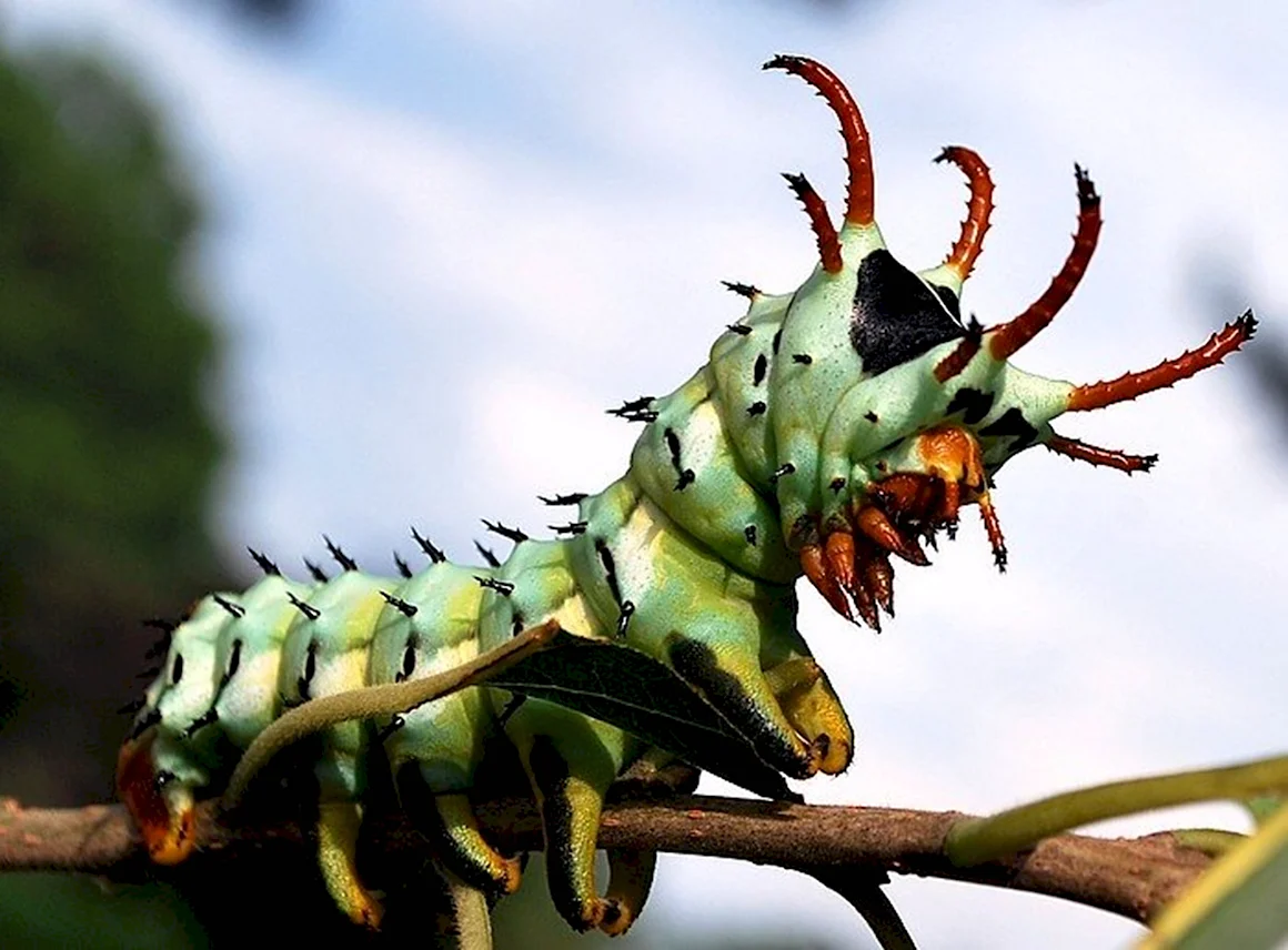 Гусеница Citheronia regalis