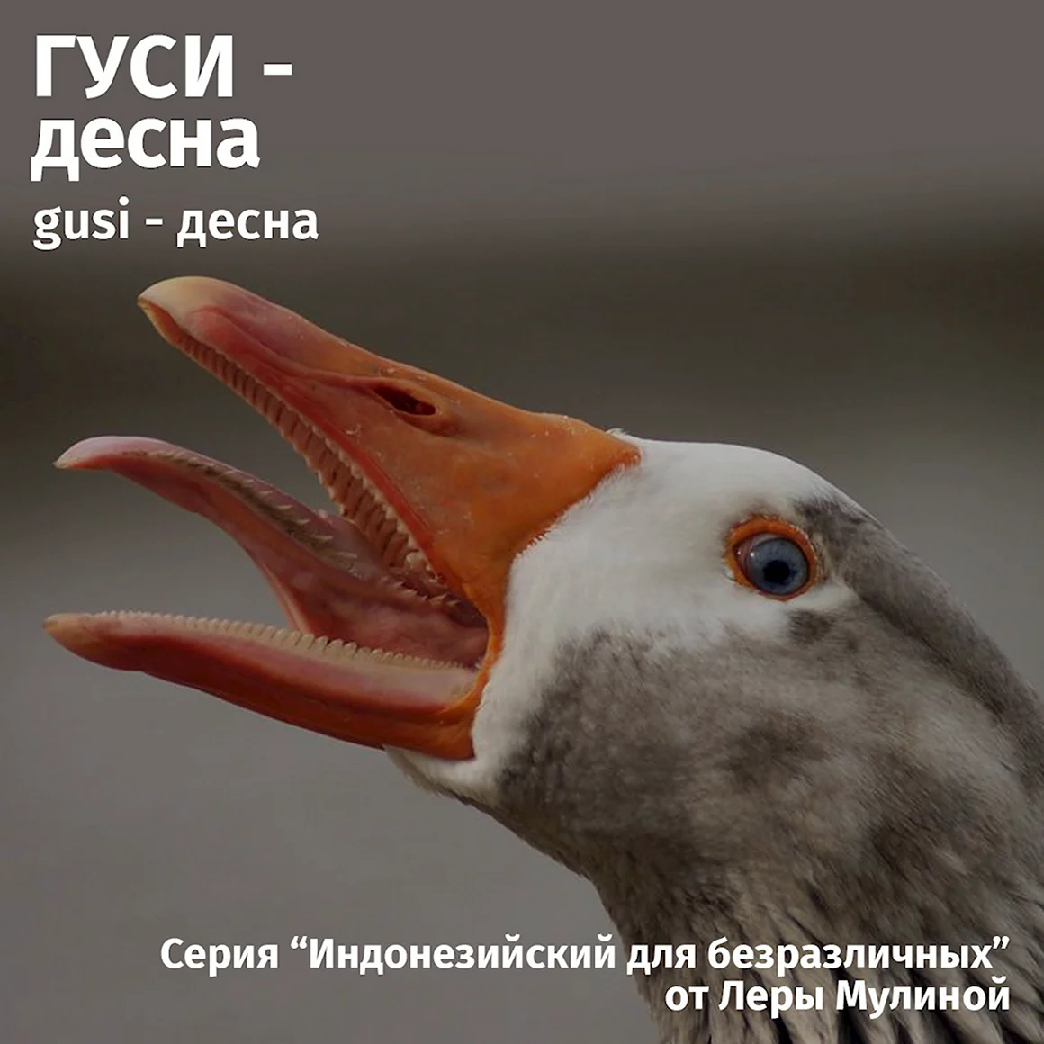 Гуси Гага