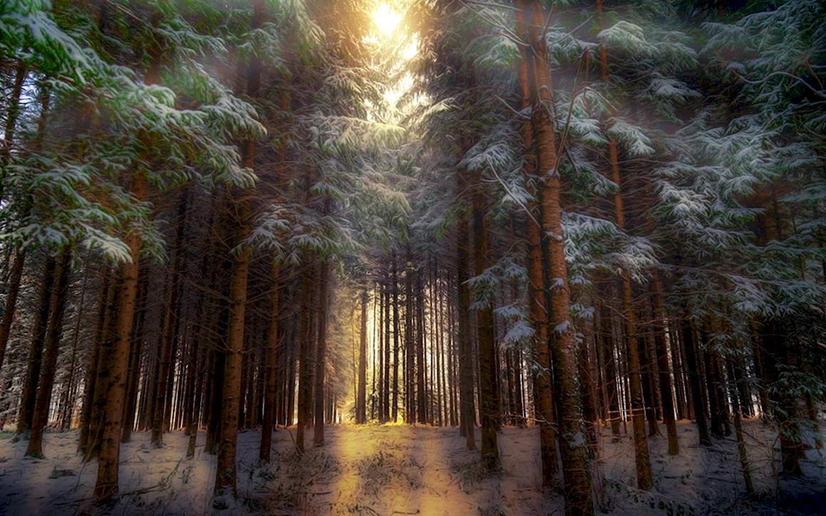 Густой Сосновый лес
