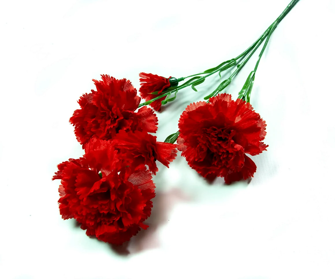 Гвоздика Bizet