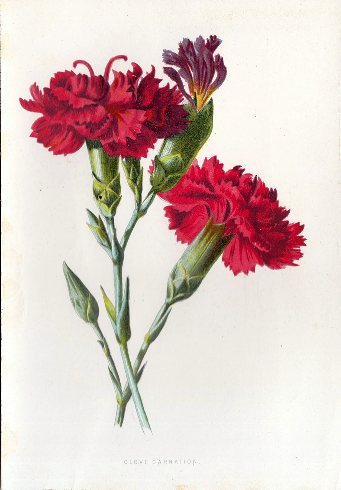 Гвоздика Botanical