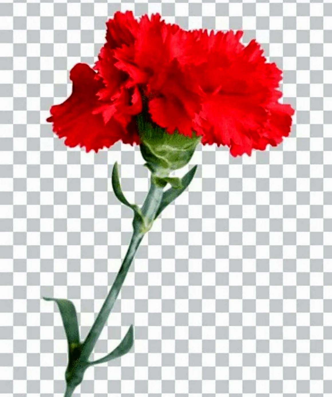 Гвоздика для фотошопа