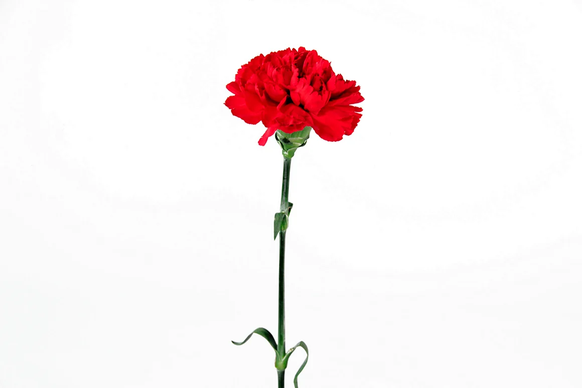 Гвоздика Ikebana