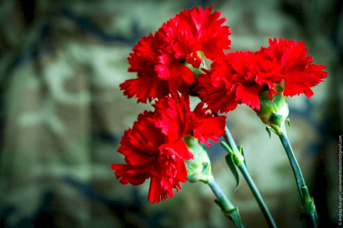 Гвоздика Зарница Семко