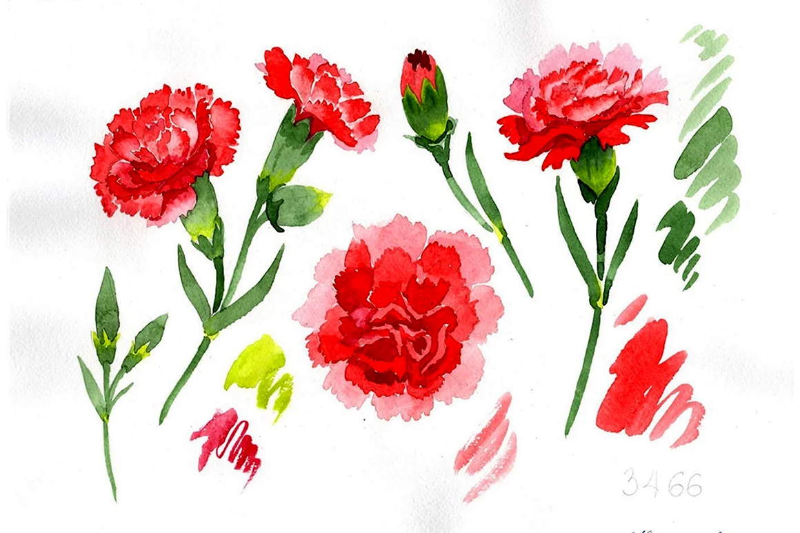 Гвоздики акварелью