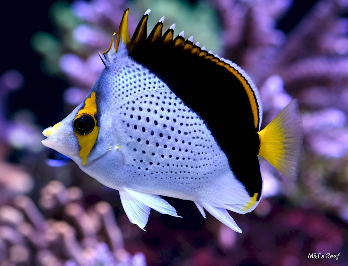 Hawaiian Butterflyfish