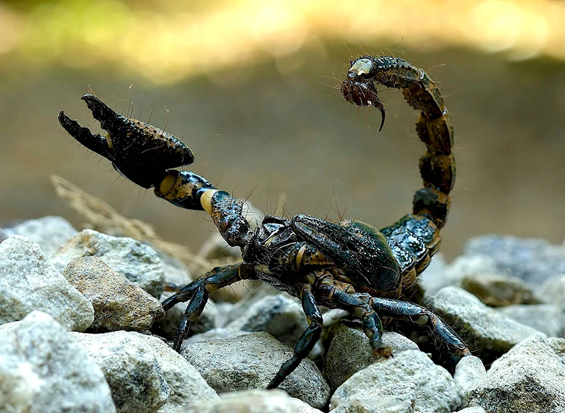 Heterometrus cyaneus