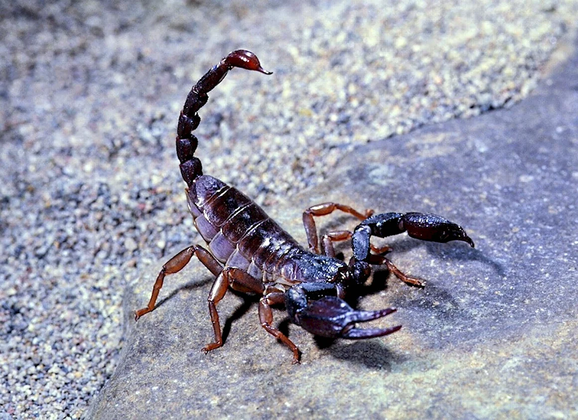 Heterometrus cyaneus