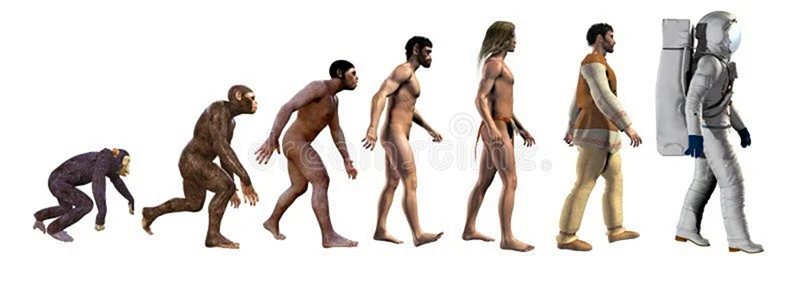 Human Evolution Эволюция человека