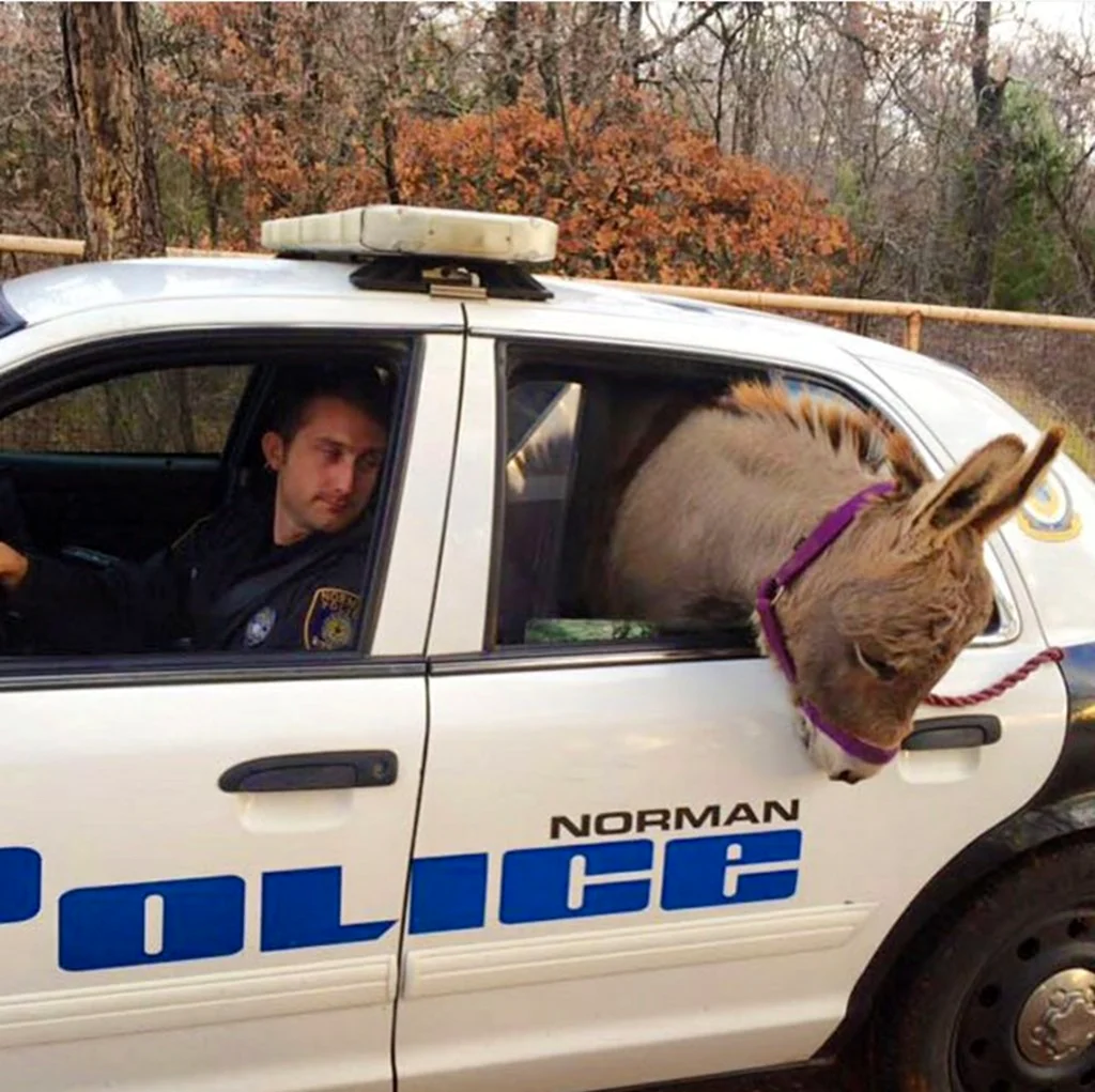 Humor Police