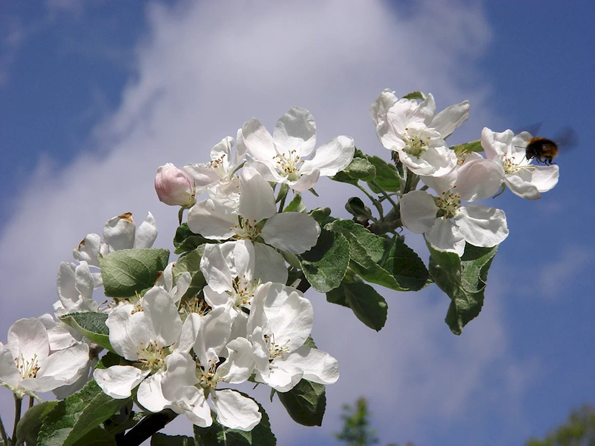 Яблоня Malus Fontana