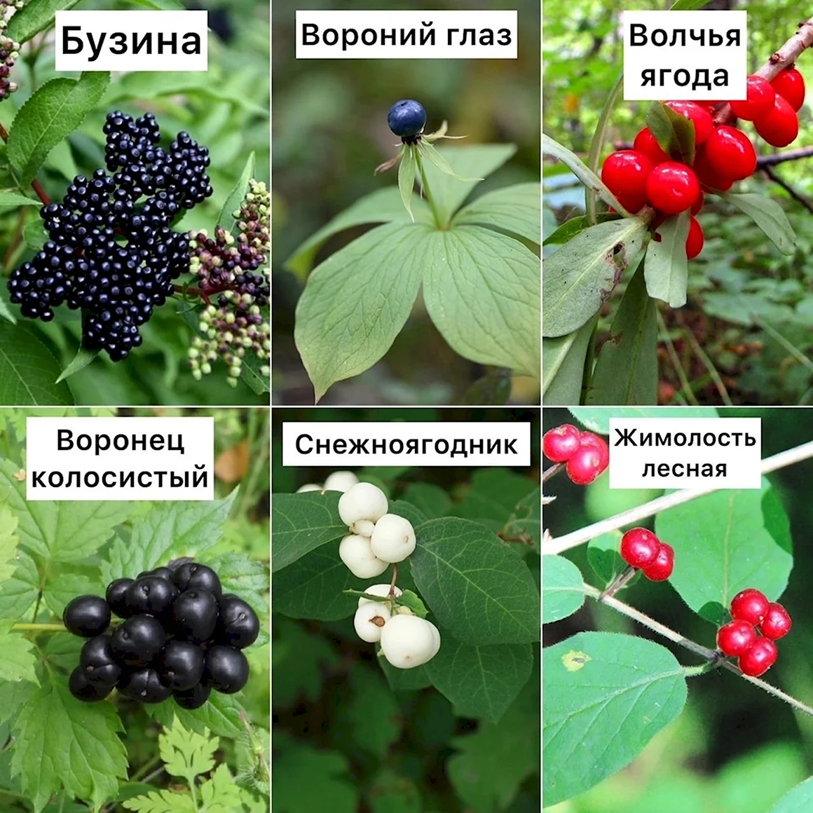 Ядовитые ягоды