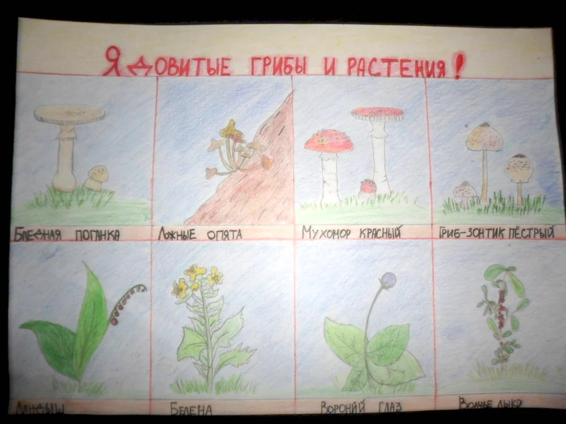 Ядовитые растения и грибы
