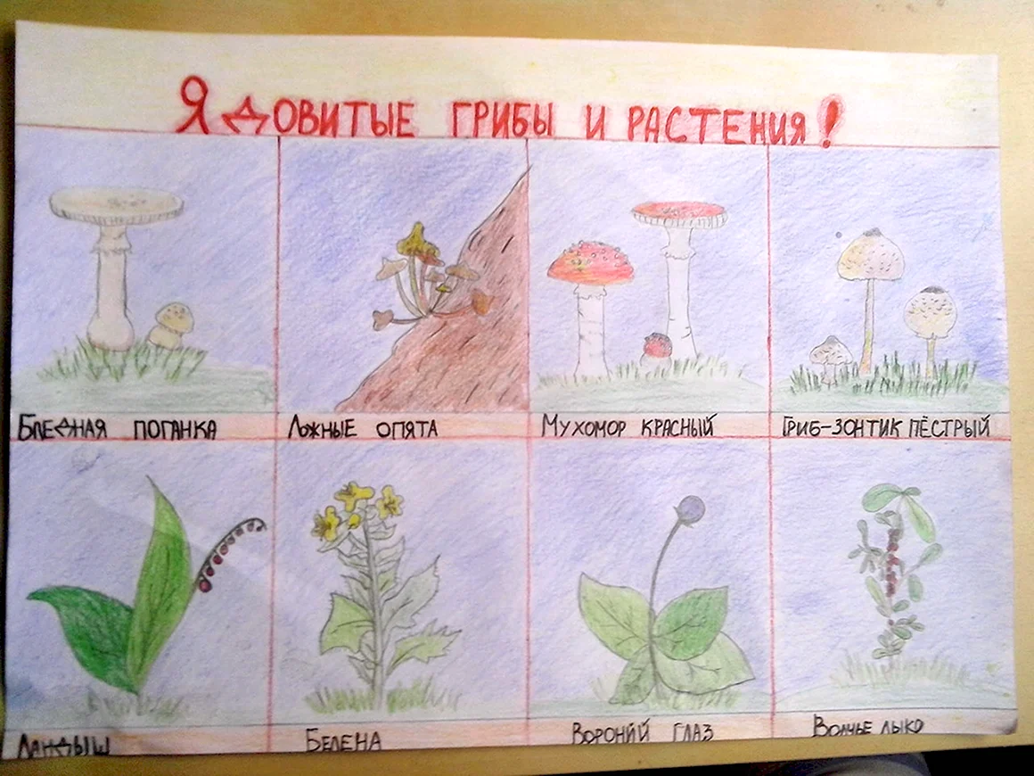 Ядовитые растения и грибы плакат