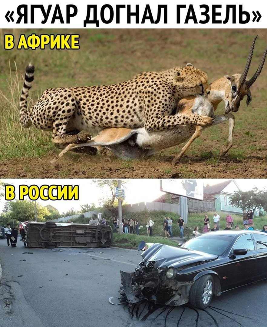 Ягуар догнал Газель
