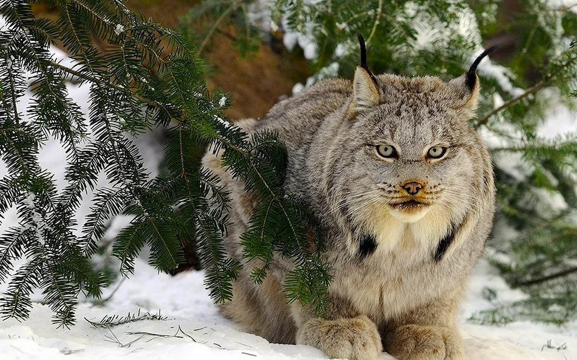 Якутская Рысь
