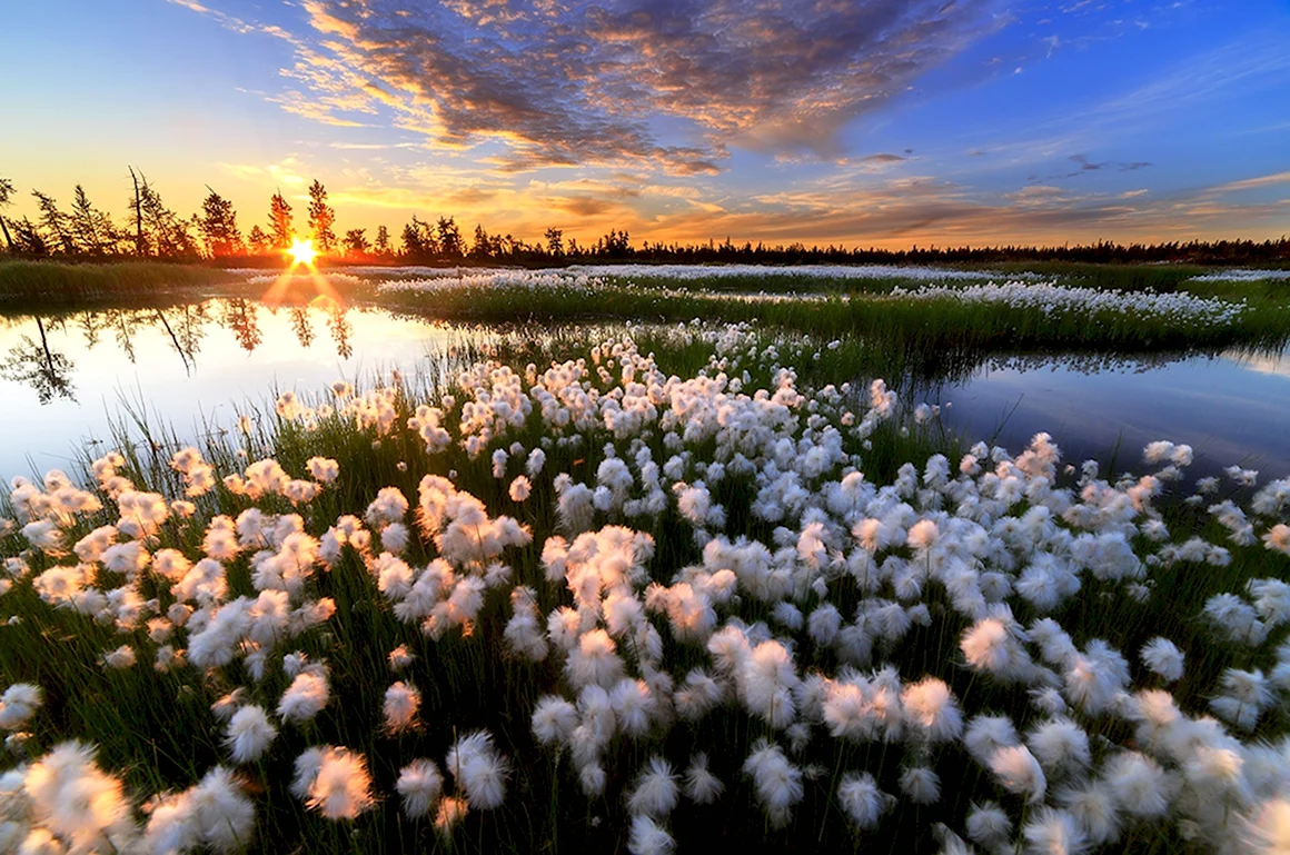 Ямальская пушица