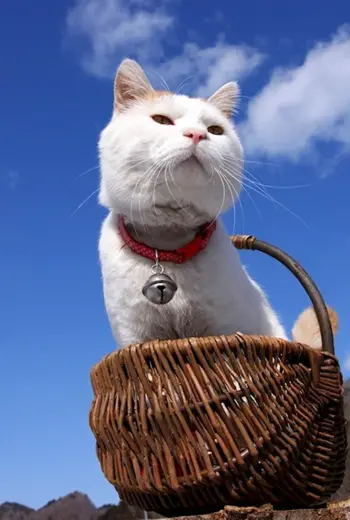 Японский кот Широнеко
