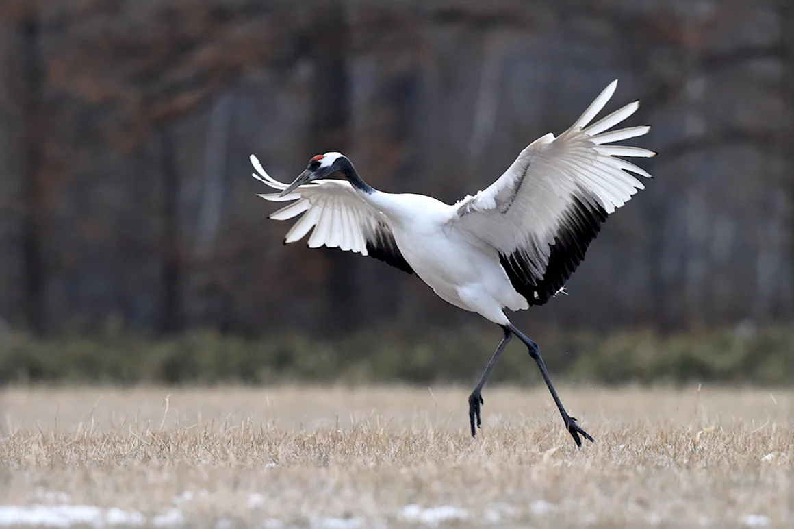 Японский Уссурийский журавль Grus japonensis