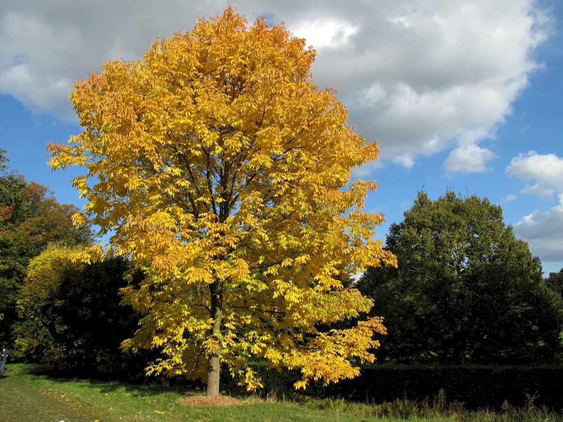 Ясень американский Fraxinus Americana