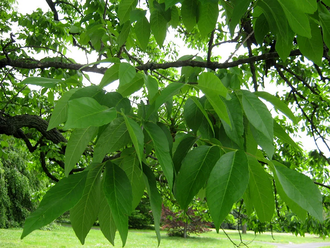 Ясень американский Fraxinus Americana