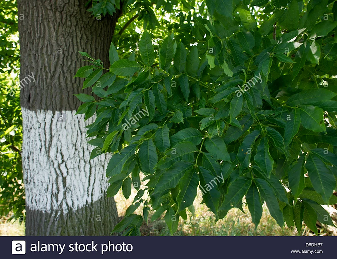 Ясень ланцетный