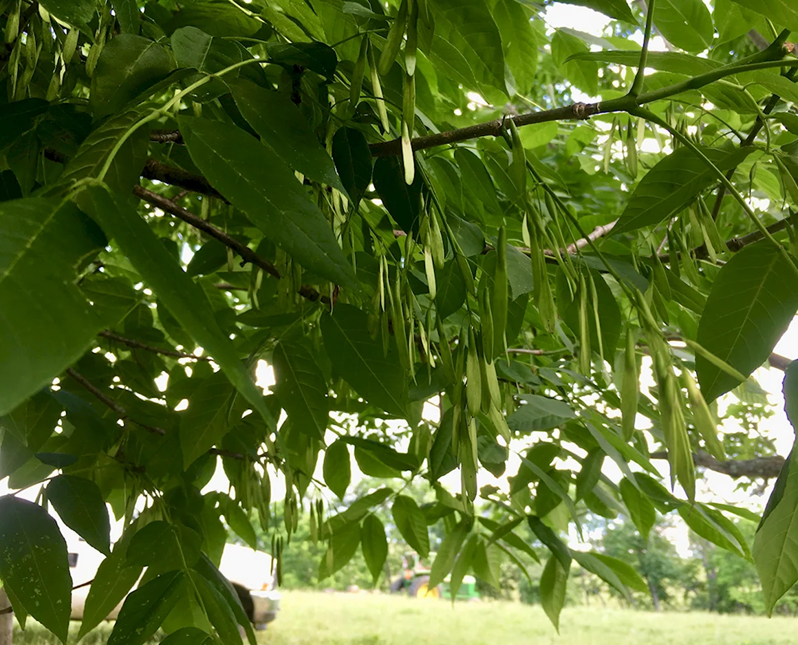 Ясень ланцетный Fraxinus lanceolata