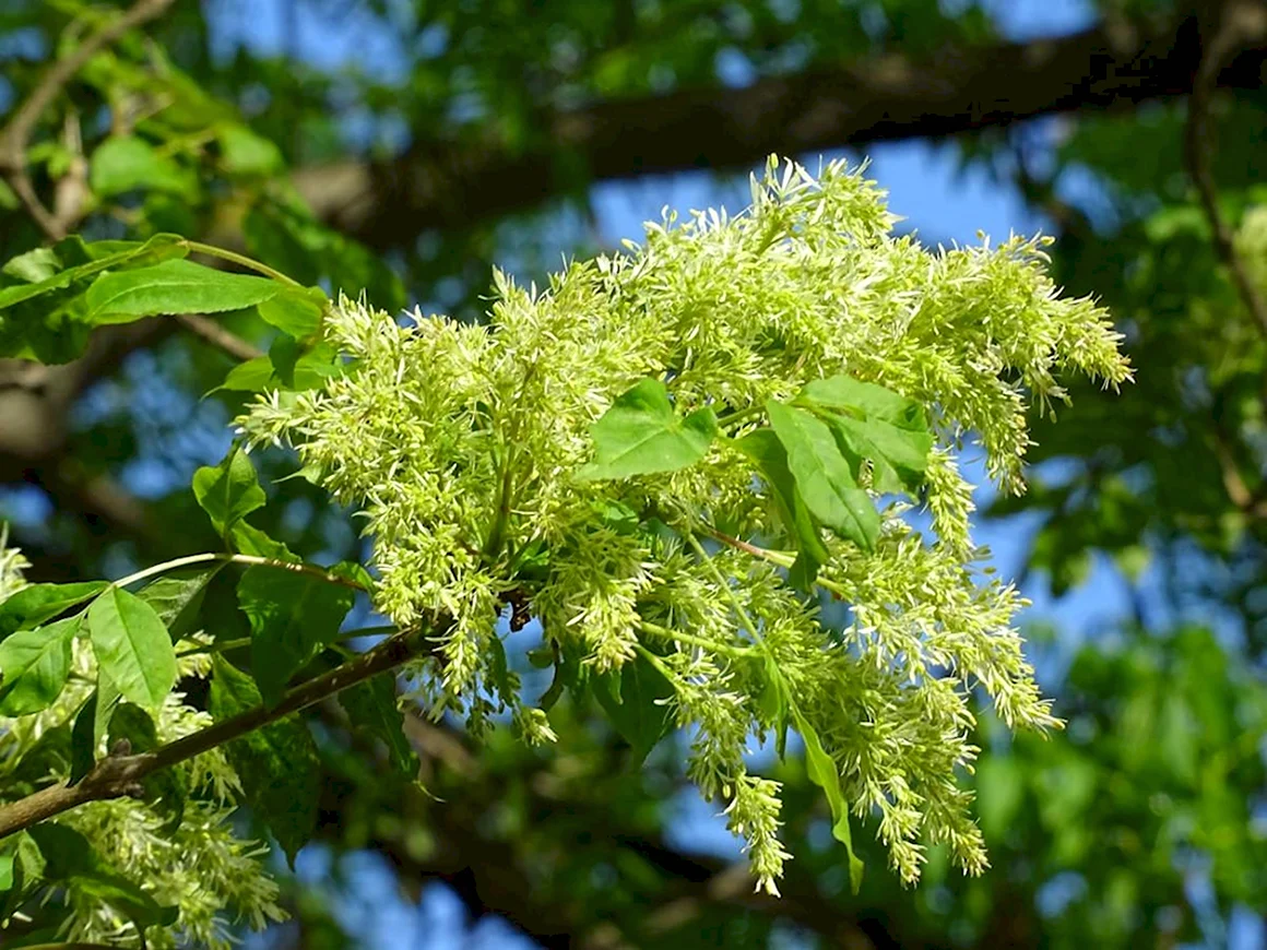 Ясень маньчжурский Fraxinus mandshurica