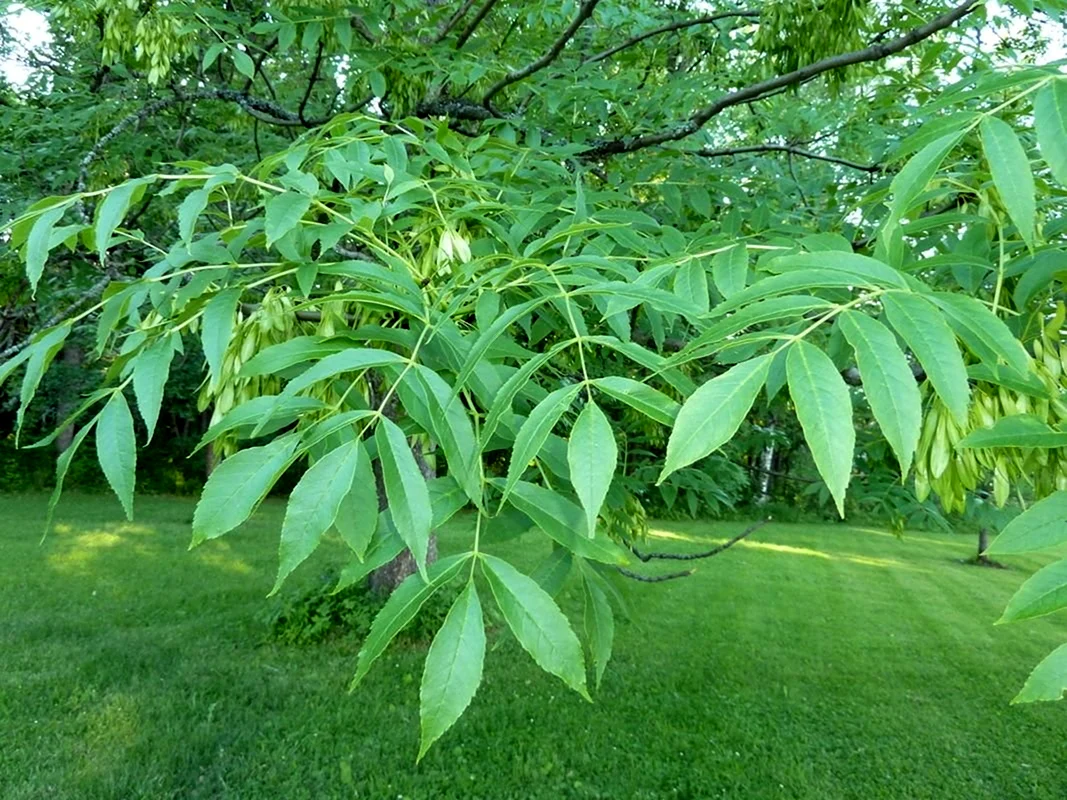 Ясень маньчжурский Fraxinus mandshurica