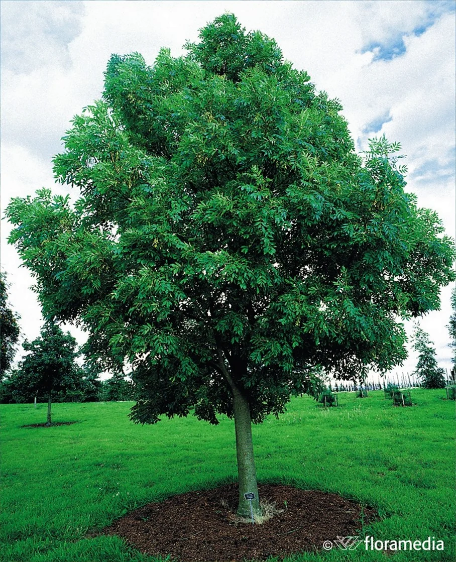 Ясень обыкновенный Fraxinus Excelsior