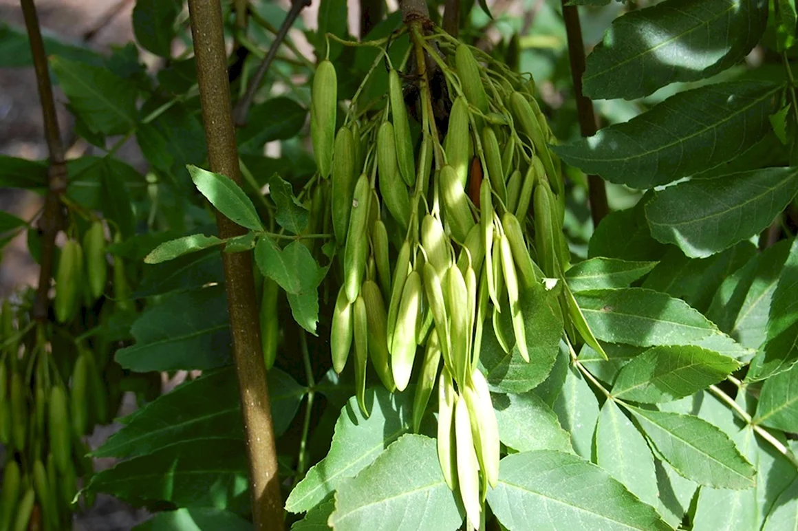 Ясень обыкновенный Fraxinus Excelsior