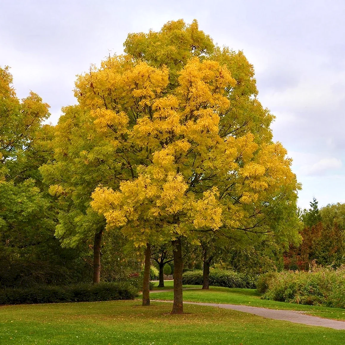 Ясень обыкновенный Fraxinus Excelsior
