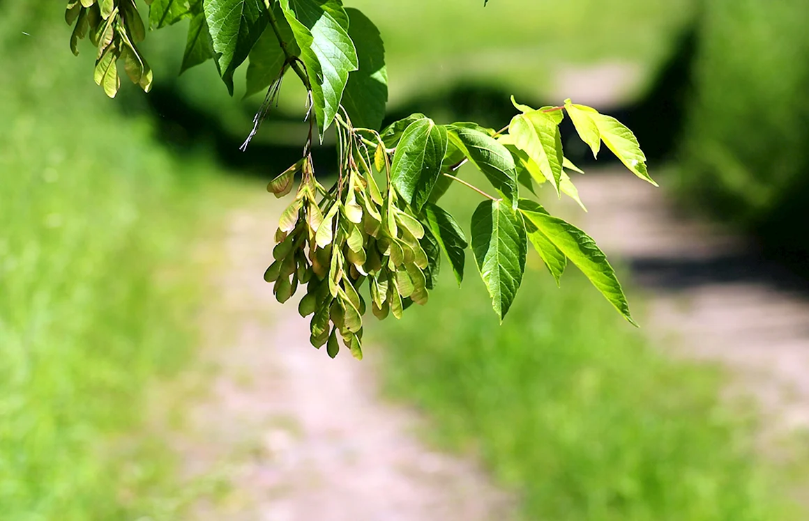 Ясень обыкновенный Fraxinus Excelsior семена