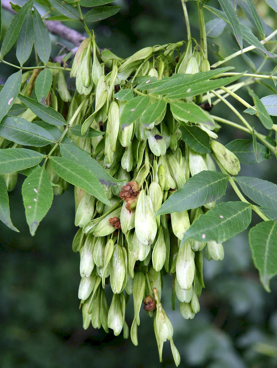Ясень обыкновенный Fraxinus Exсelsior