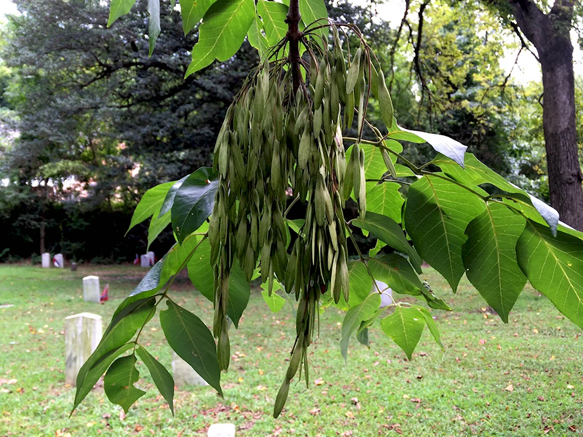 Ясень пенсильванский Fraxinus pennsylvanica