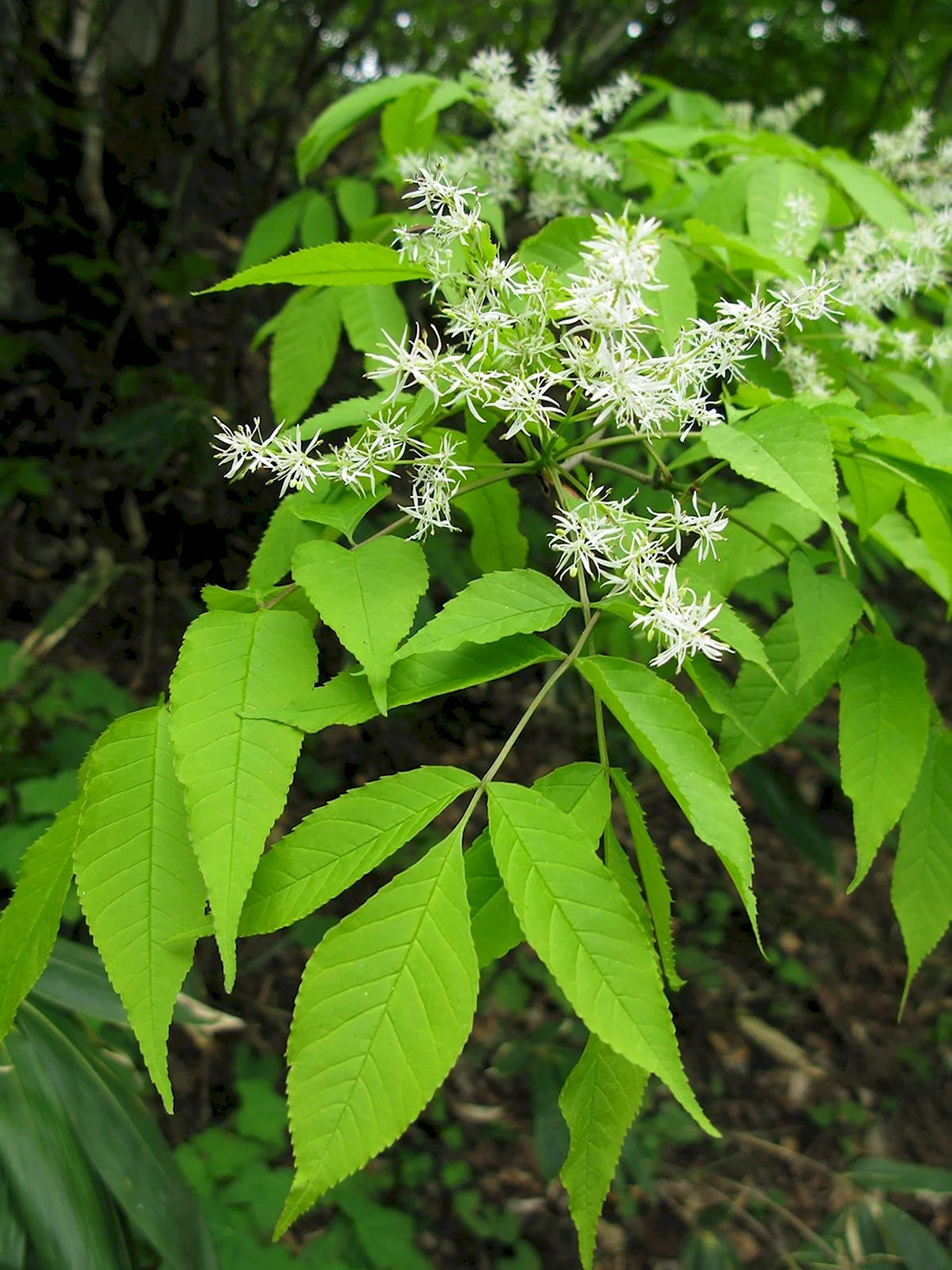 Ясень пенсильванский Fraxinus pennsylvanica
