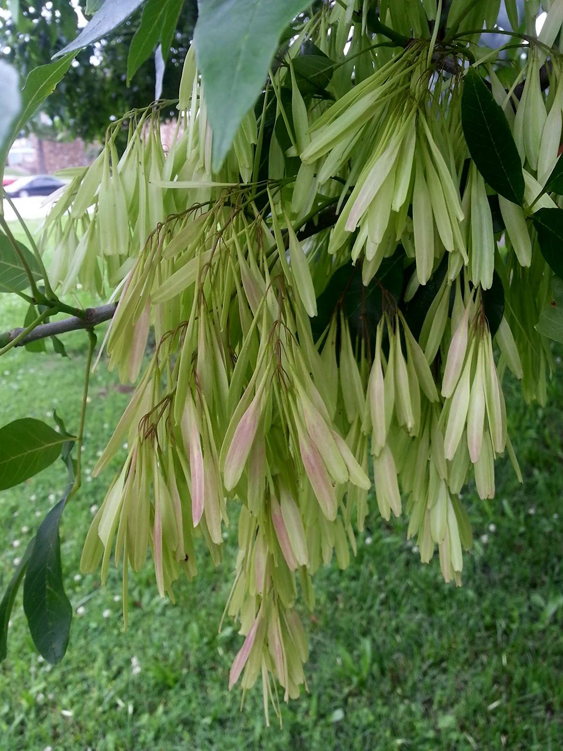 Ясень зеленый Fraxinus lanceolata