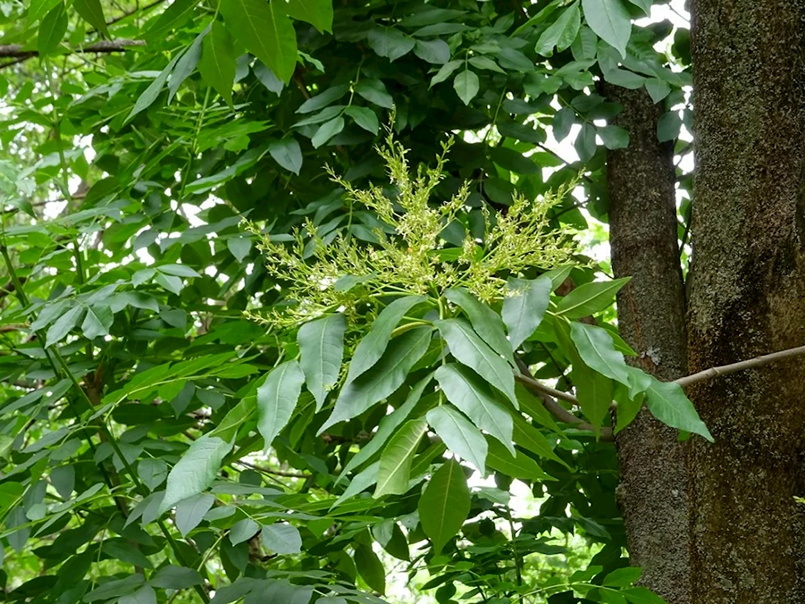 Ясень зеленый Fraxinus lanceolata