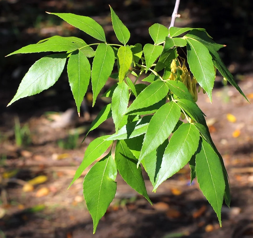 Ясень зеленый Fraxinus lanceolata