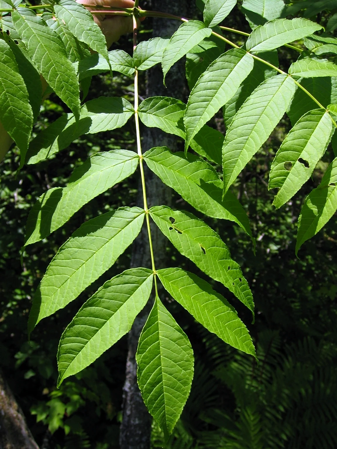 Ясень зеленый Fraxinus lanceolata