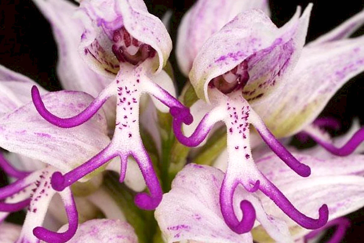 Ятрышник итальянский Orchis Italica