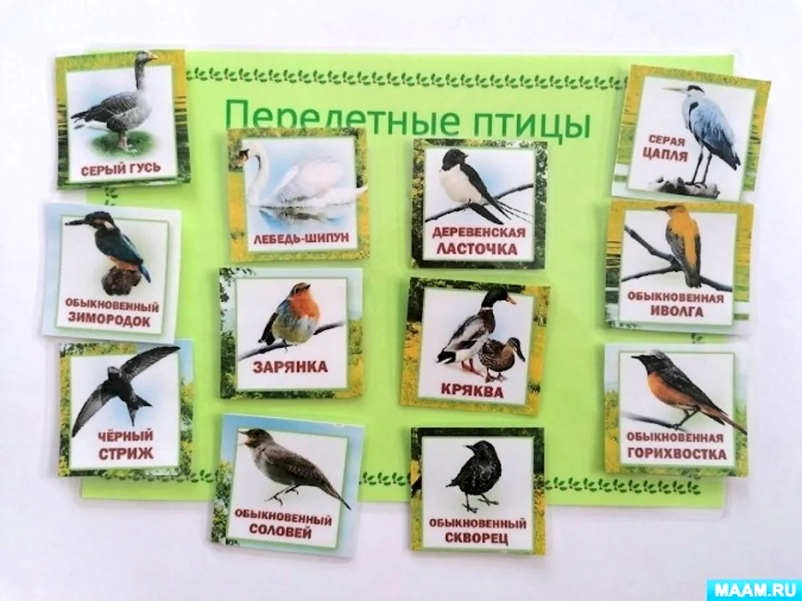 Игра зимующие и перелетные птицы в детском саду