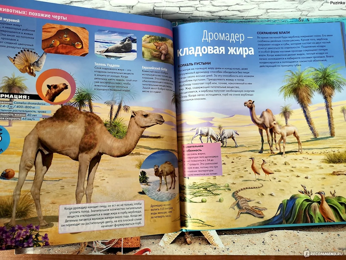 Интересные энциклопедии
