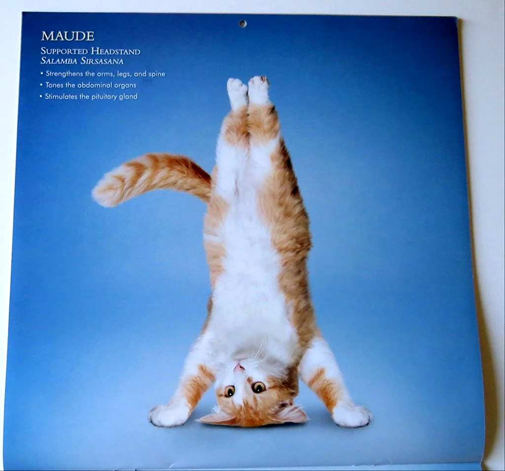 Йога котики