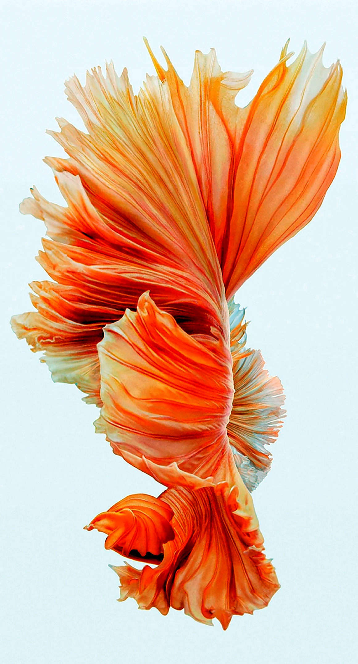 Iphone 6s Plus