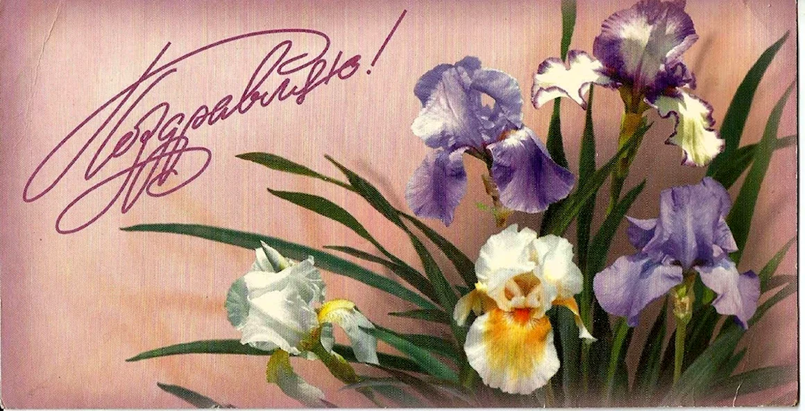 Ирисы открытка