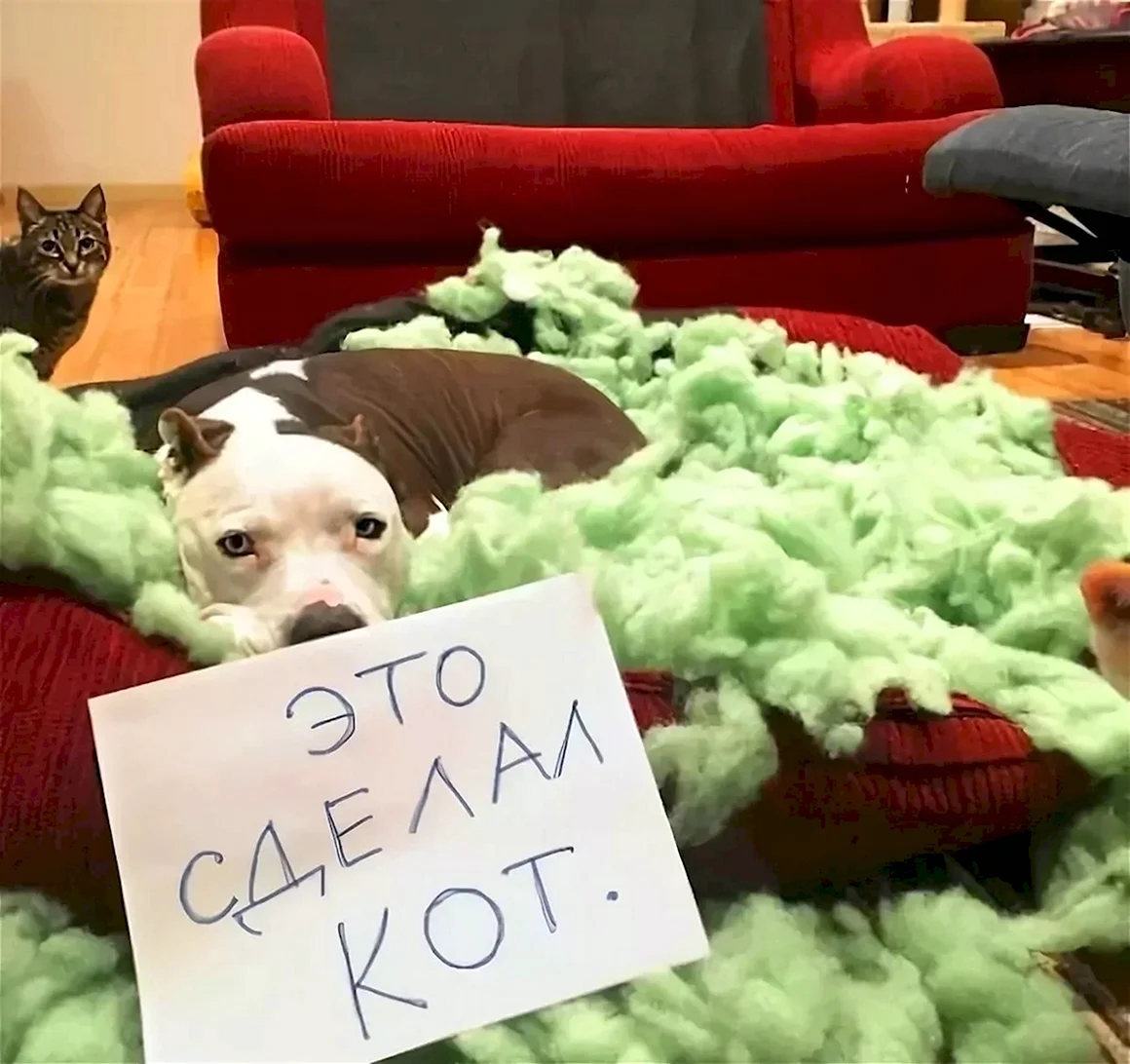 Юмор про собак