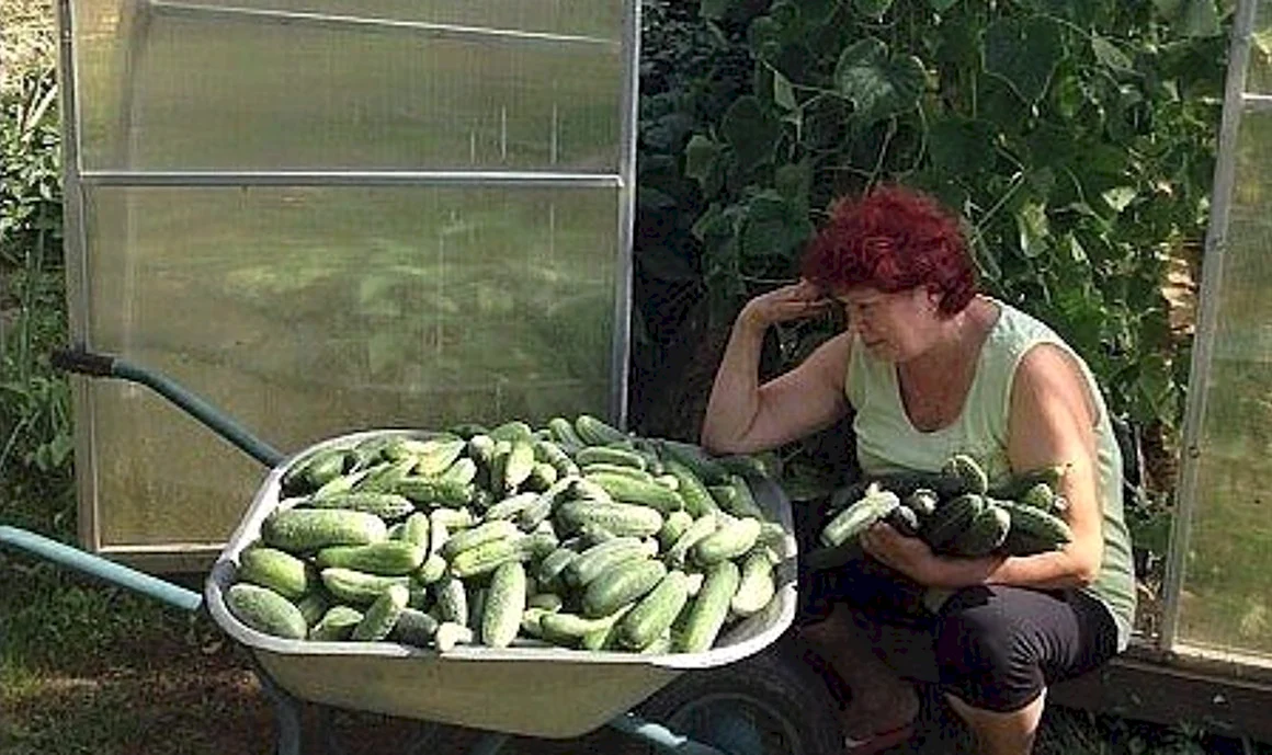 Юмор про урожай
