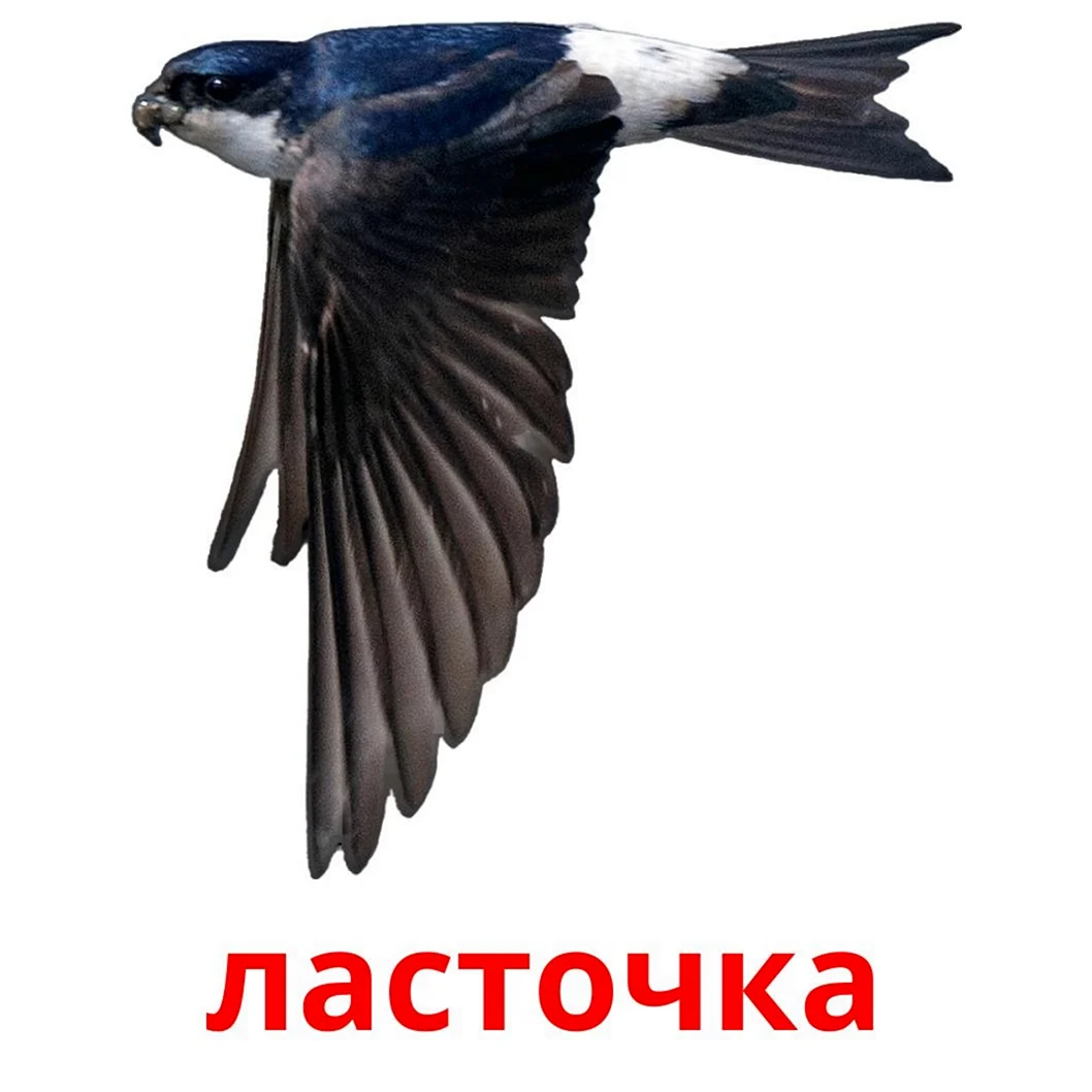 Изображение ласточки